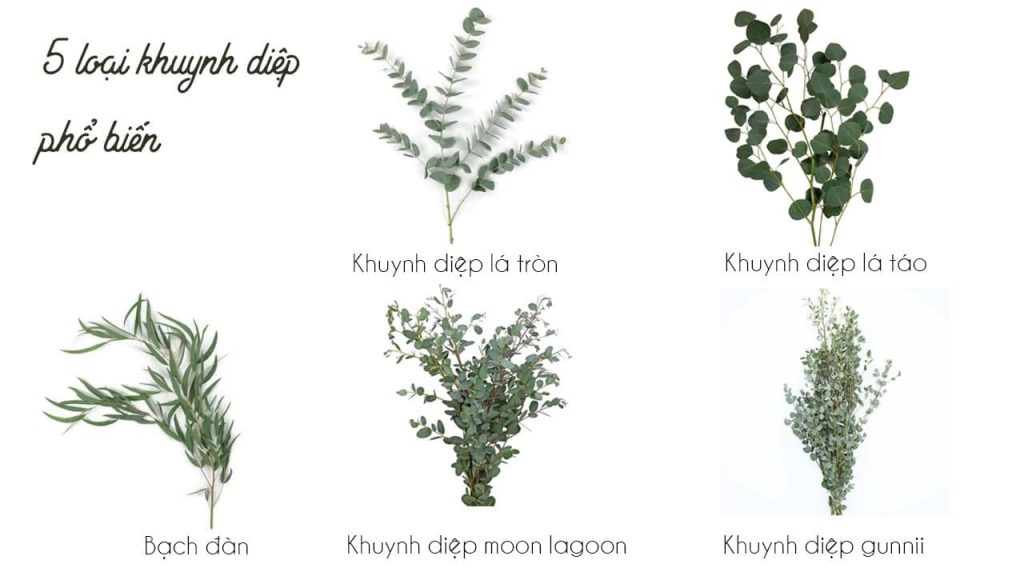 5 loại khuynh diệp phổ biến
