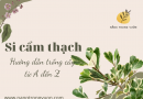 Từ A đến Z cách trồng si cẩm thạch (Ficus triangularis variegata)