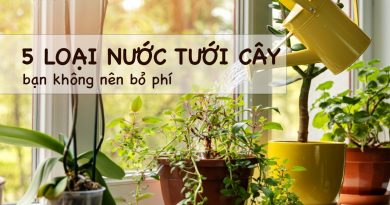 5 loai nuoc tuoi cay