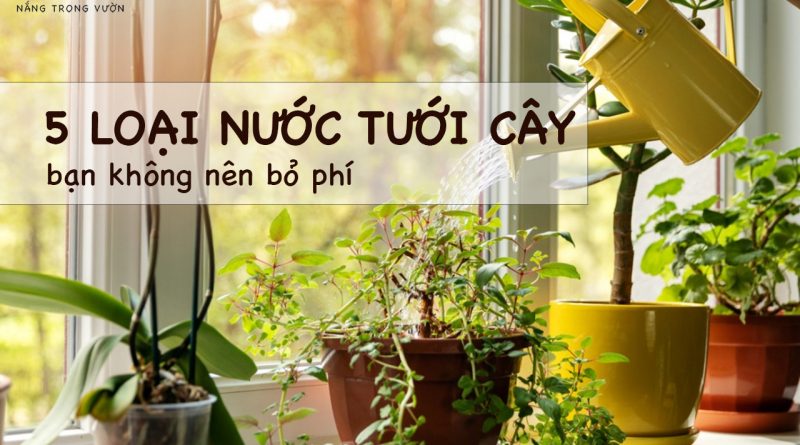 5 loai nuoc tuoi cay