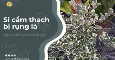 tại sao si cẩm thạch rụng lá