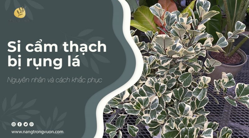 tại sao si cẩm thạch rụng lá