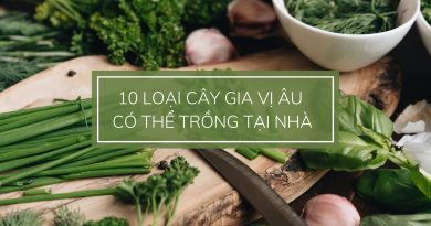 10 loại cây gia vị âu dễ trồng