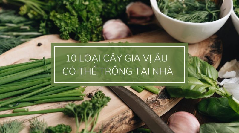 10 loại cây gia vị âu dễ trồng