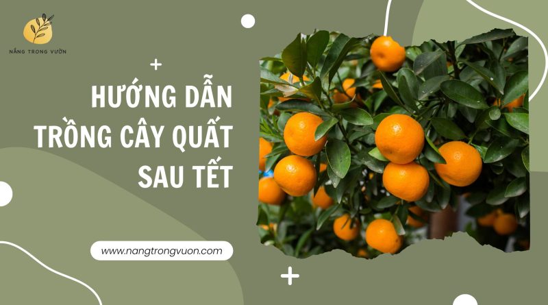 hướng dẫn trồng cây quất sau tết