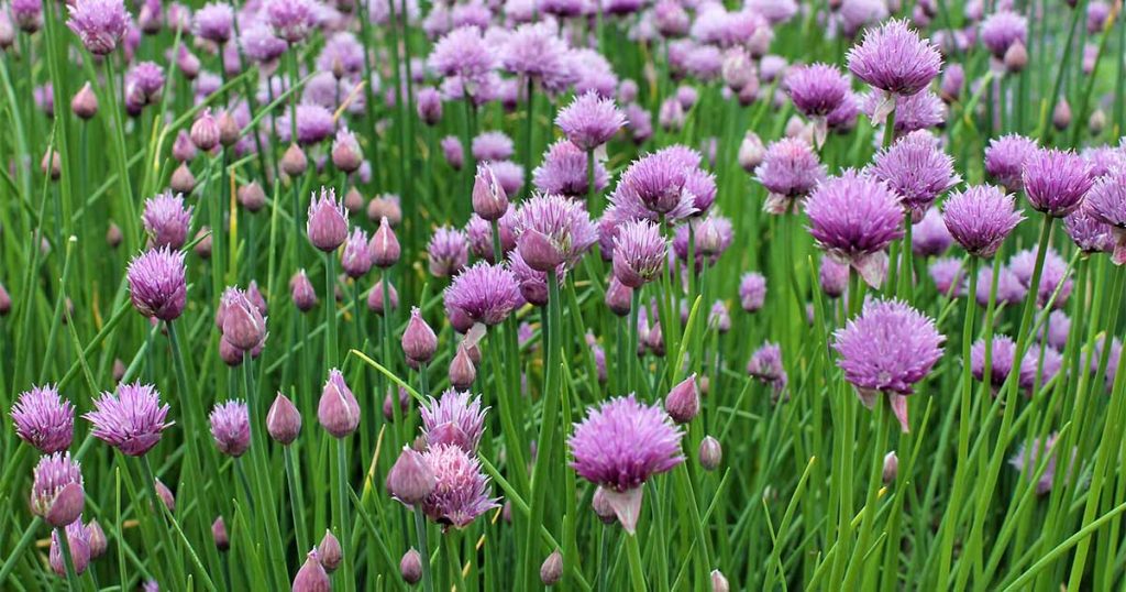 Cây hẹ chives