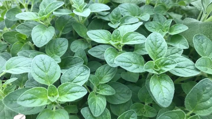 Oregano cây thảo mộc âu