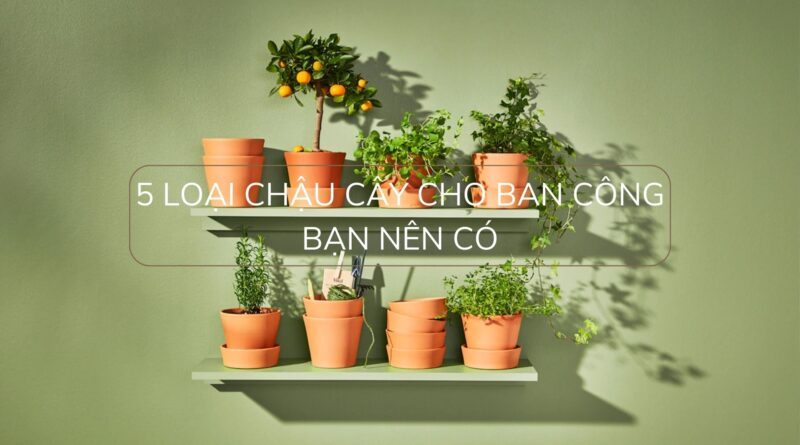 5 loại chậu cây cho ban công bạn nên có