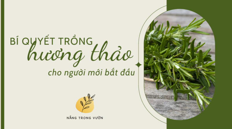 Cách trồng cây hương thảo rosemary