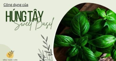 Húng tây - sweet basil là cây gì